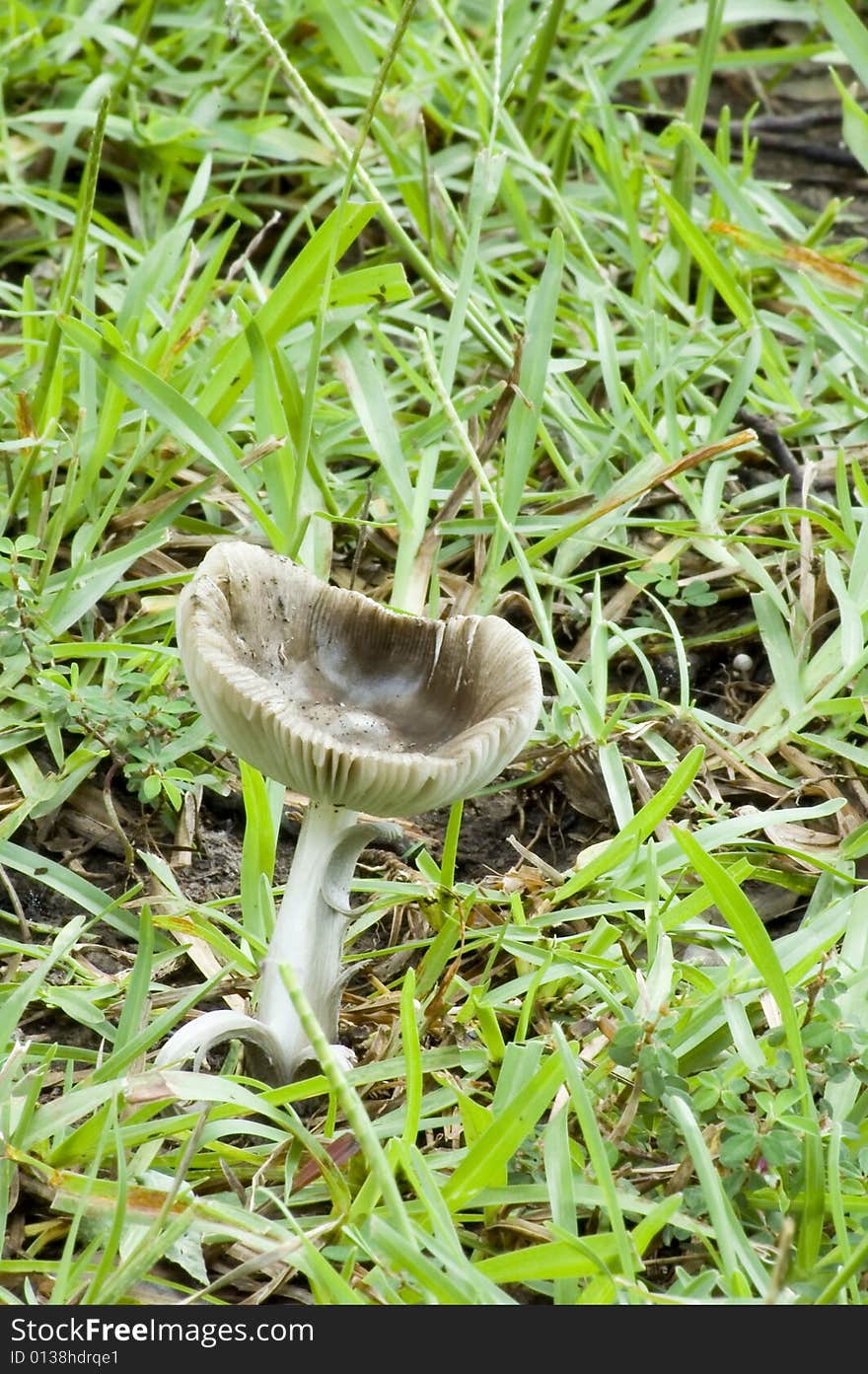 The Mushroom Cup