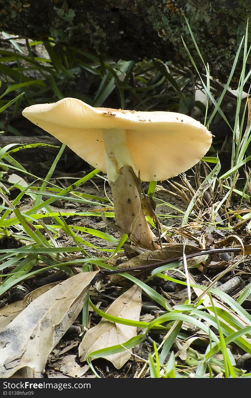 A Mushroom stands surrounded by blades of grass. A Mushroom stands surrounded by blades of grass