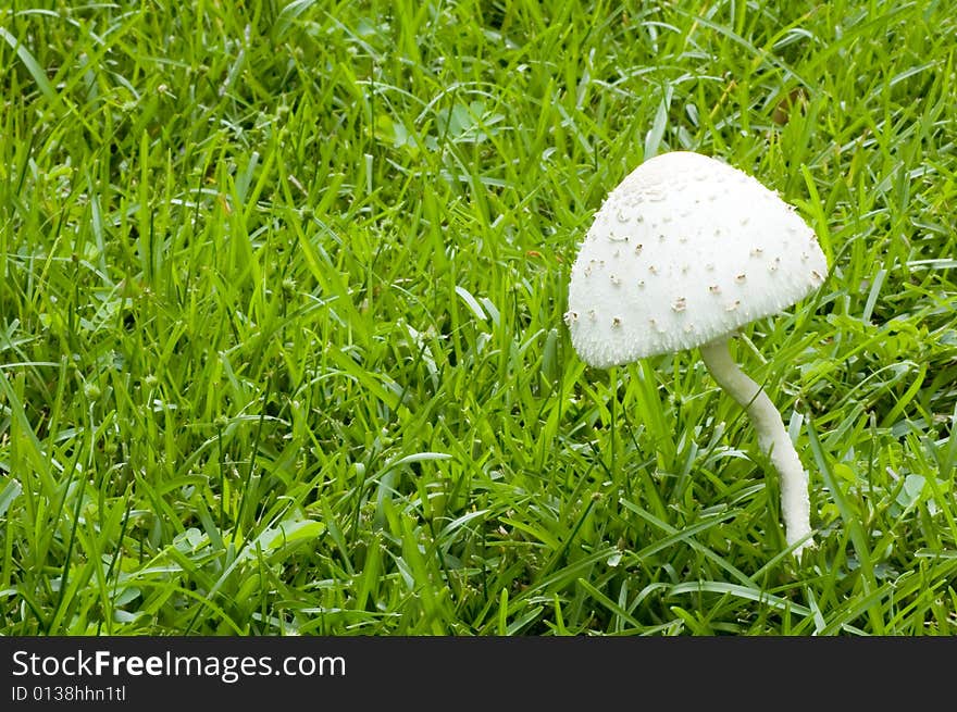 White Mushroom in a field