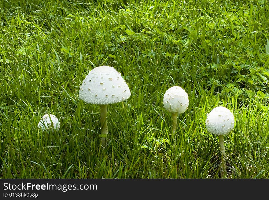 White Mushrooms In A Field