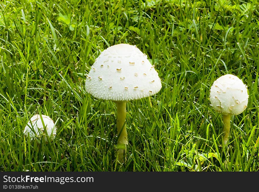 Three White Mushrooms in a Field