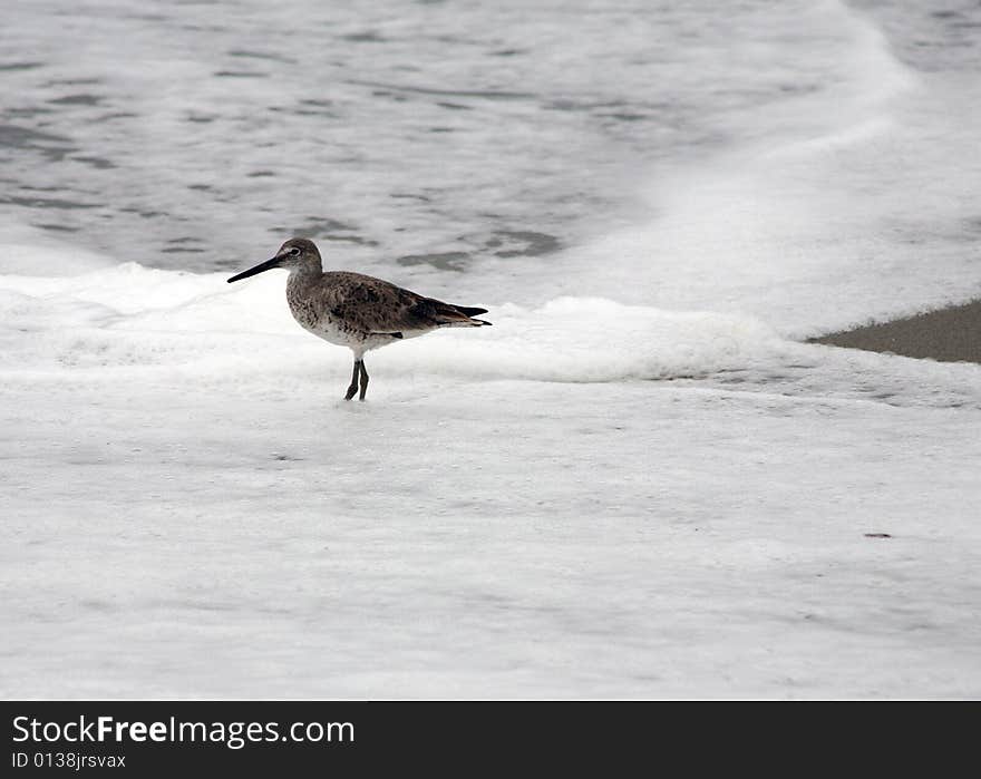 Bird in ocean