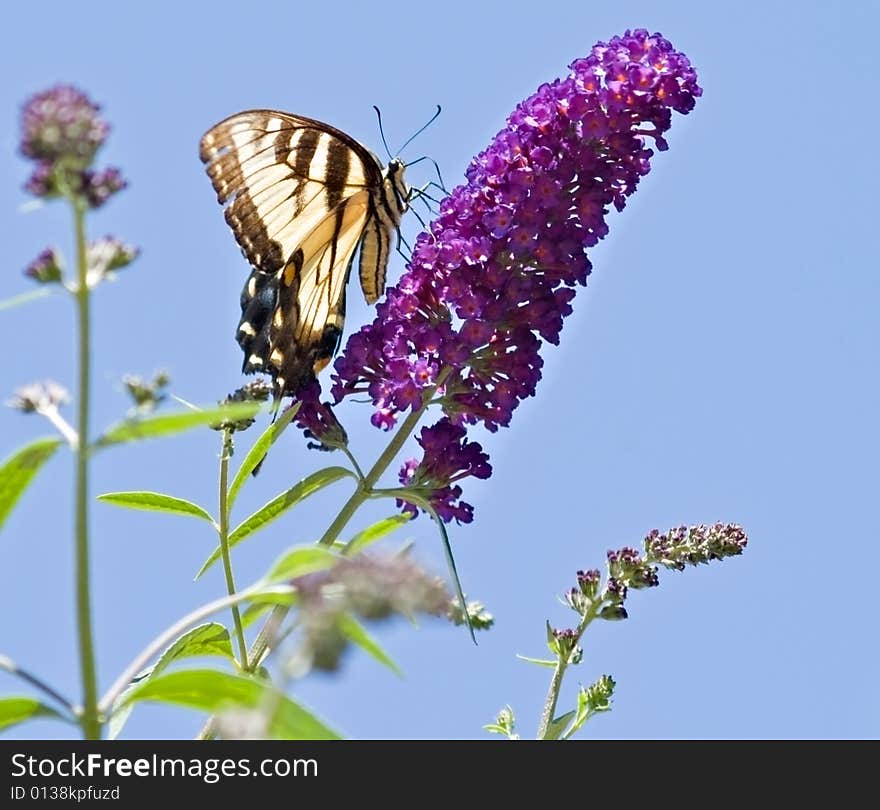 Eastern Swallowtail Butterfly