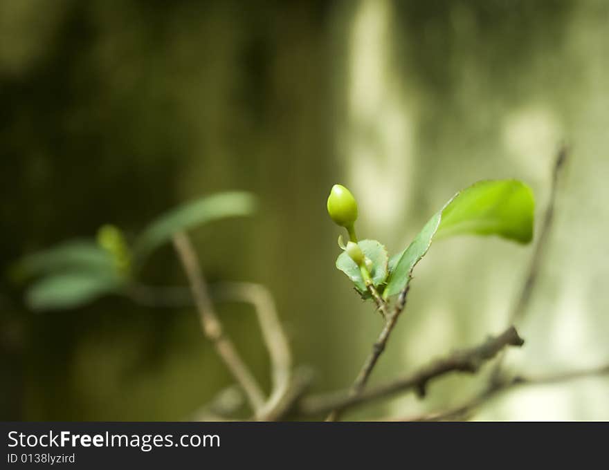 Bud Flower