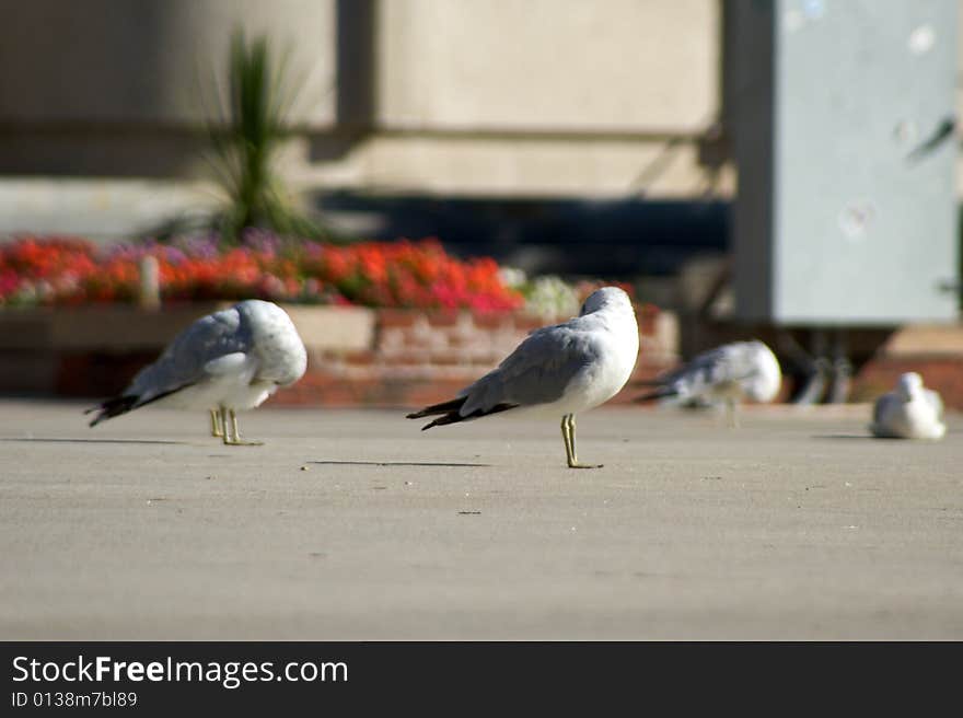 City seagulls