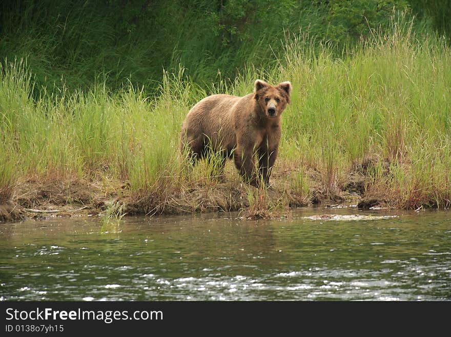 Grizzly Bear Gaze