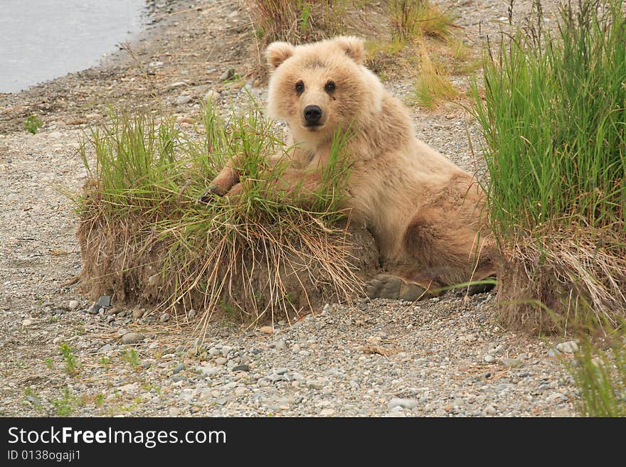 Grizzly Bear Cub