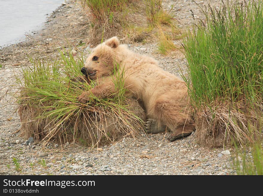 Grizzly Bear Cub II