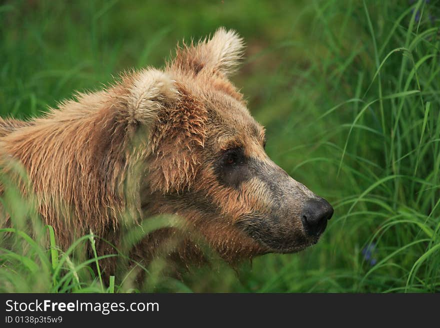 Grizzly Bear Profile