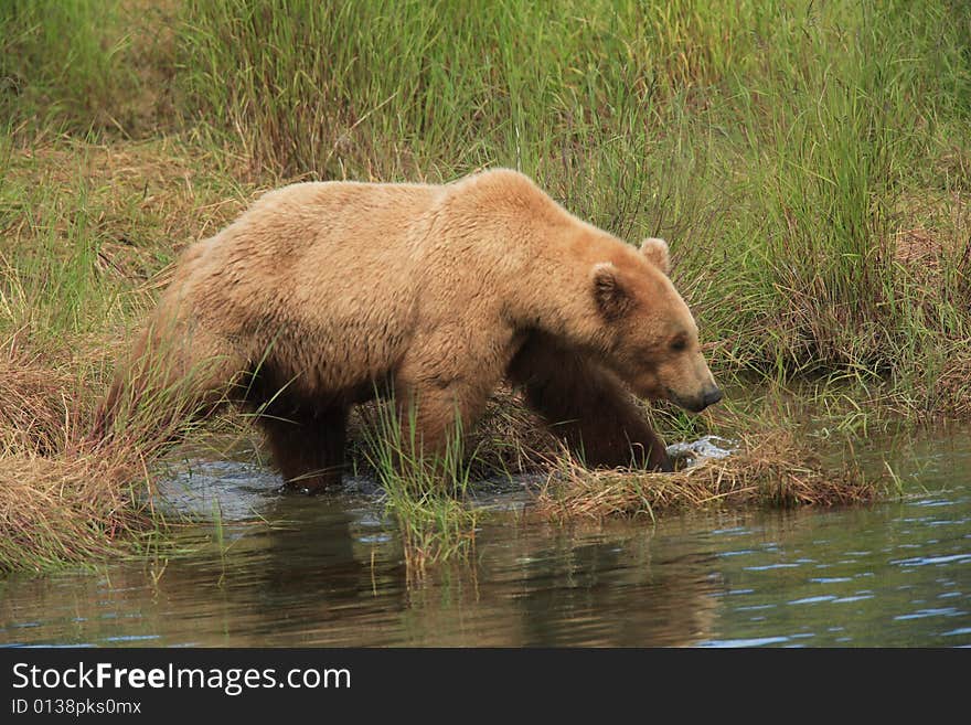 Grizzly Bear Stroll