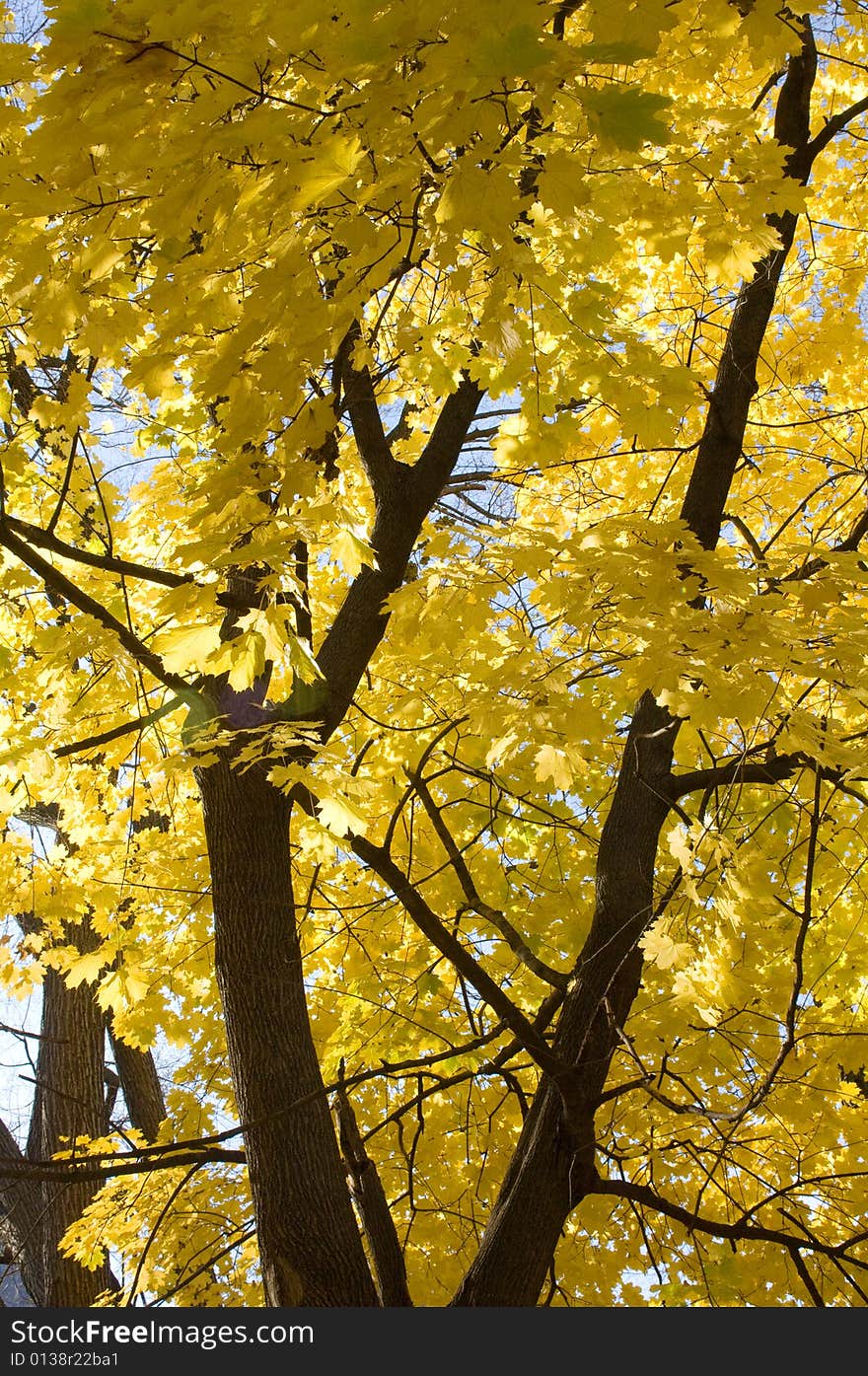 Beautiful Fall Tree with Yellow Colored Changing Leaves. Beautiful Fall Tree with Yellow Colored Changing Leaves