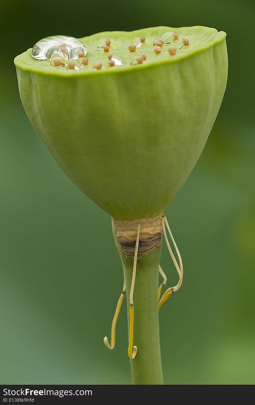 Lotus flower after a rain. Lotus flower after a rain.