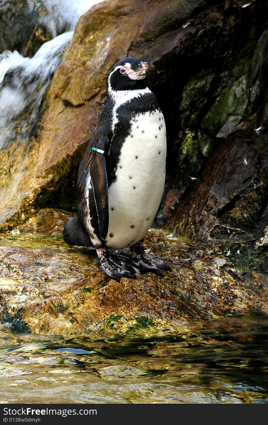 Pinguin in natural enviroment in front waterfall