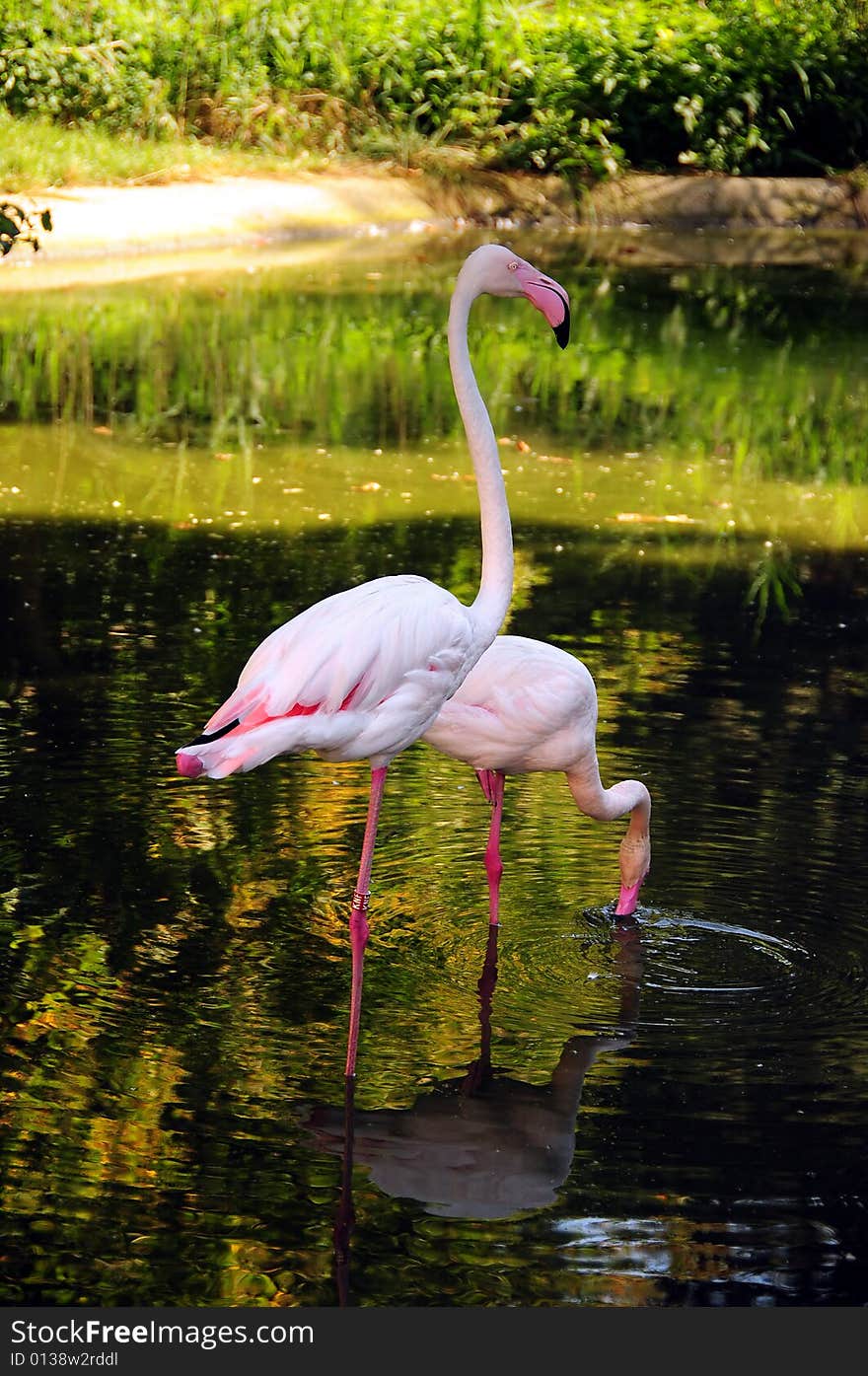 Pink Flamingo