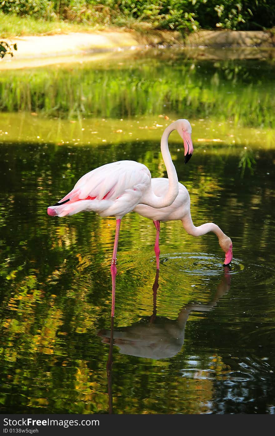 Pink Flamingo