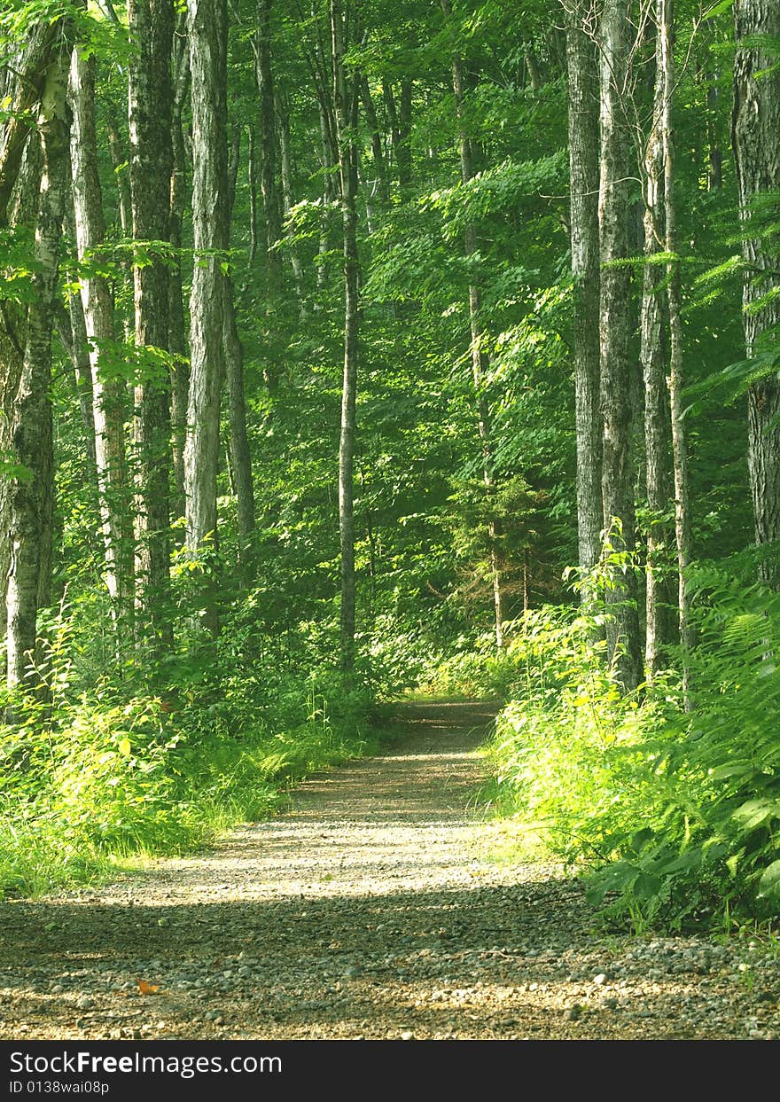 Hiking trail in the summer forest in sunny day. Hiking trail in the summer forest in sunny day