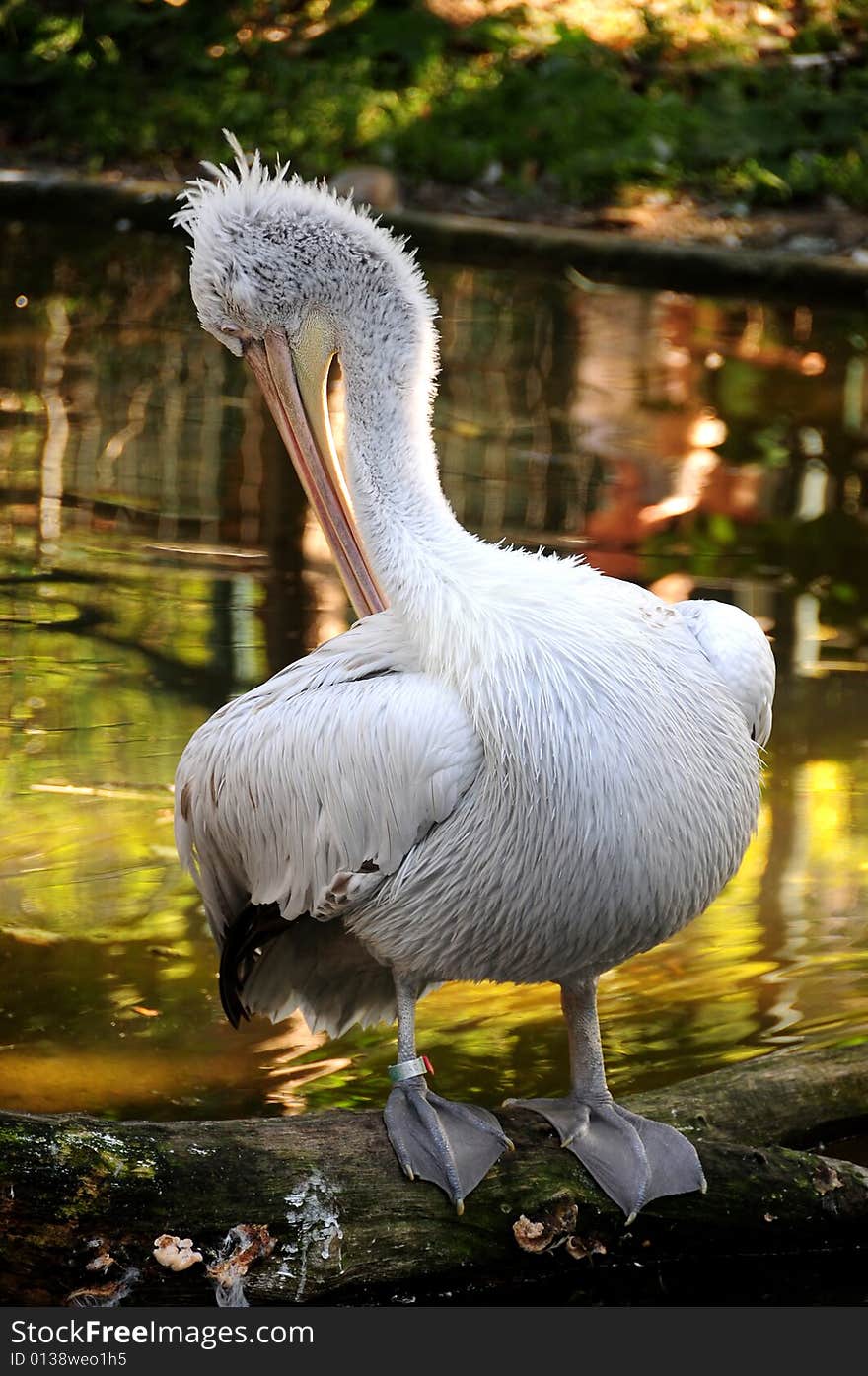 Pelican posing for a portrait. Pelican posing for a portrait