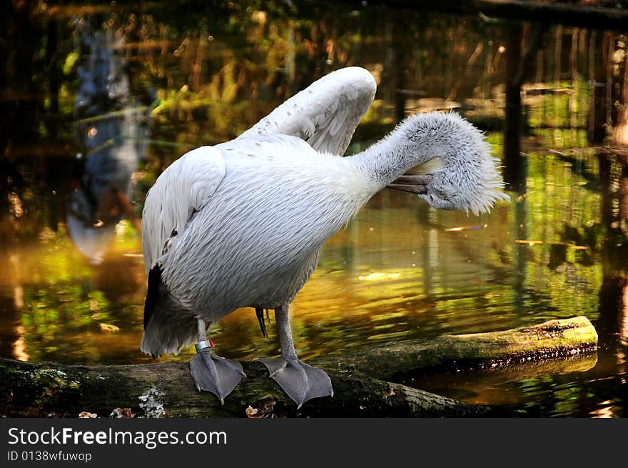 Pelican Portrait