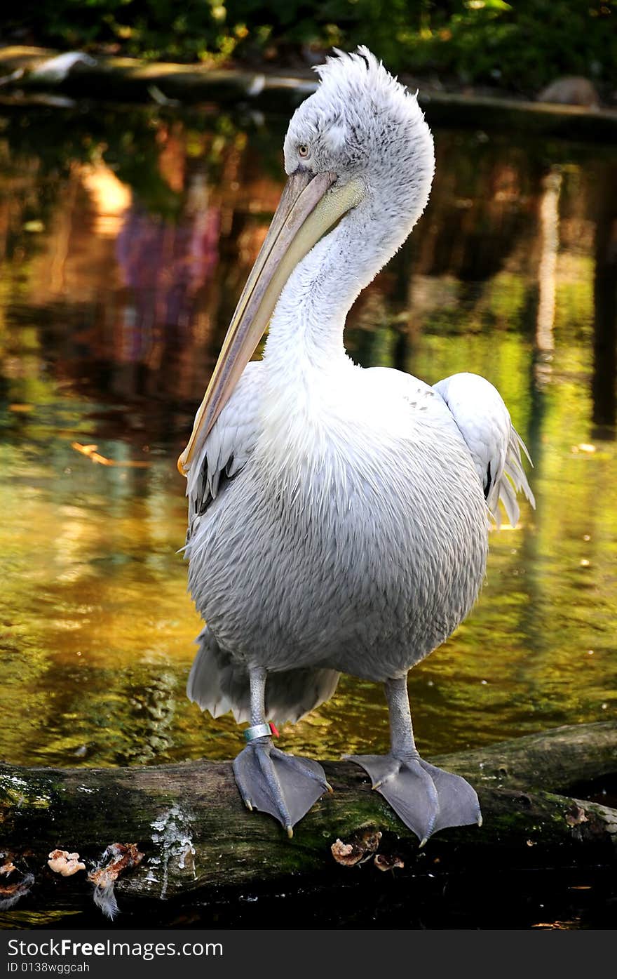 Pelican Portrait