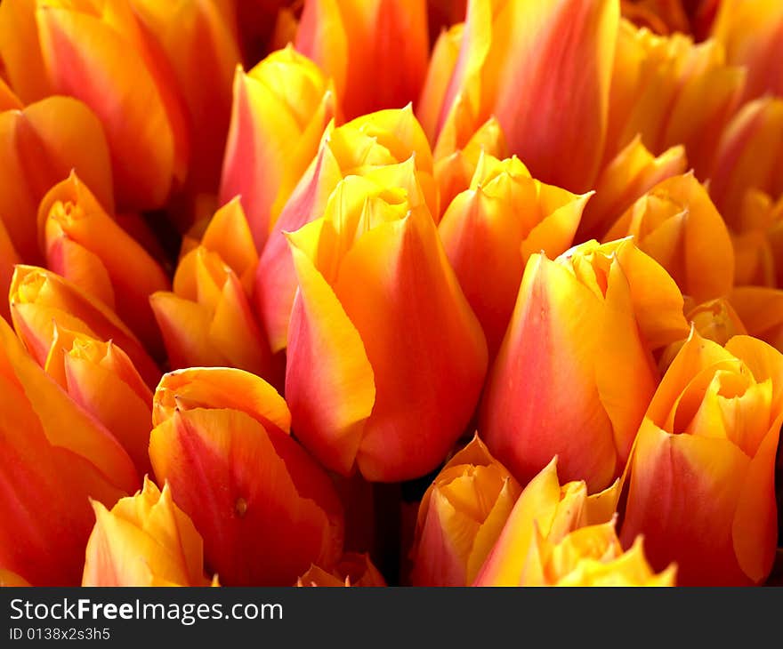 Close up on yellow and orange tulips