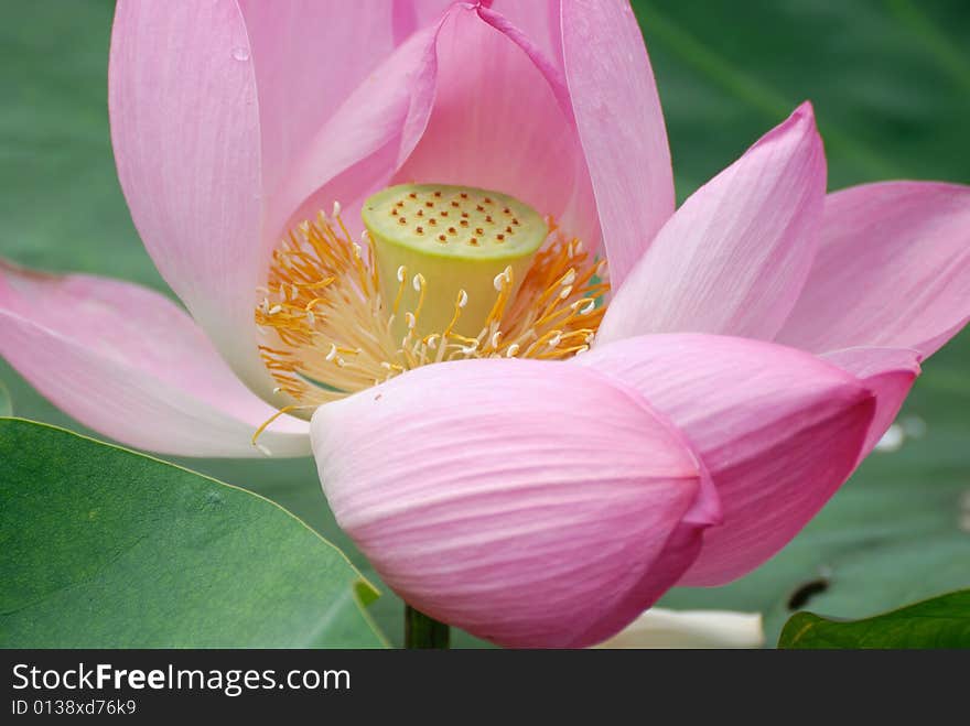 Lotus flower in the Summer Palace in China. Lotus flower in the Summer Palace in China