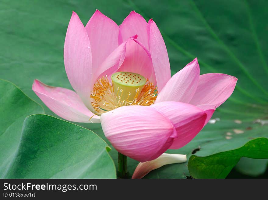 Lotus flower in the Summer Palace in China. Lotus flower in the Summer Palace in China