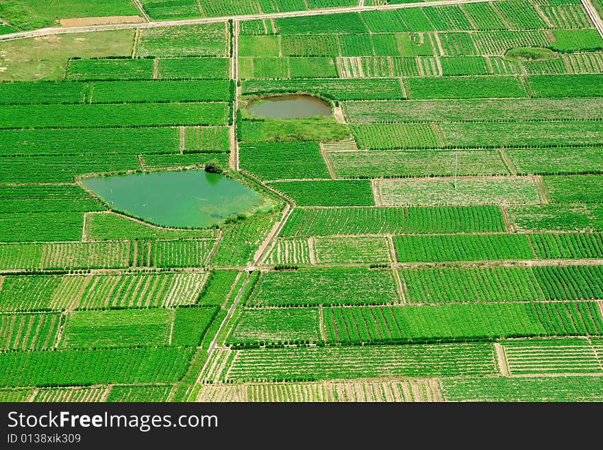 Bird's eye view green field. Bird's eye view green field