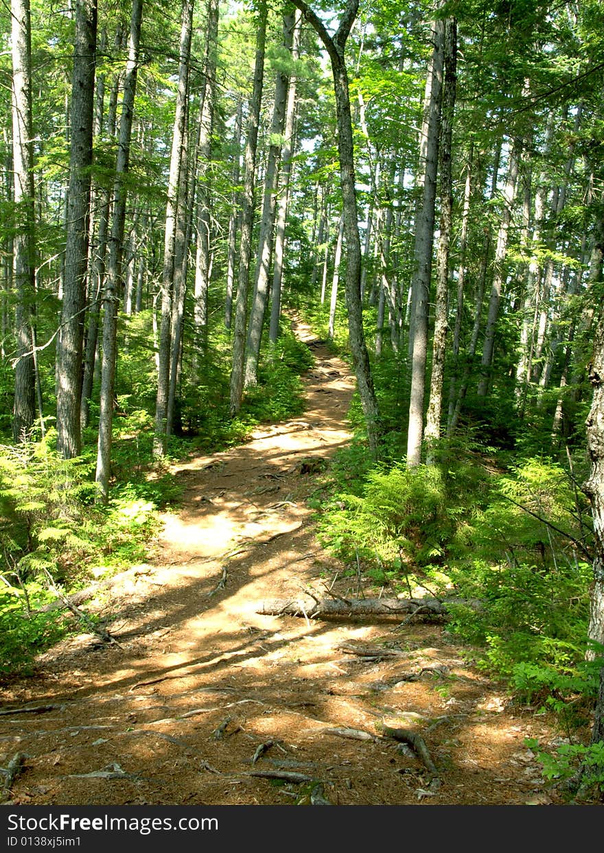 Hiking trail in forest in sunny summer day. Hiking trail in forest in sunny summer day