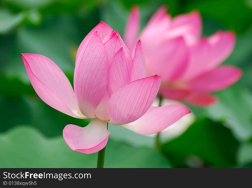 Pink Lotus Flowers