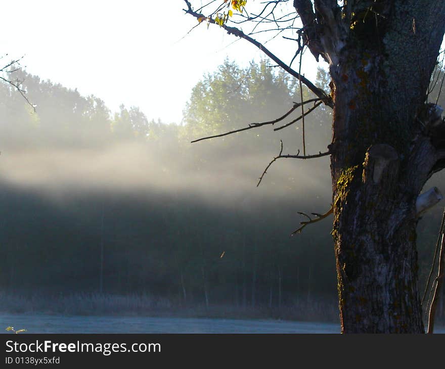 Tree on a background morning fog in the autumn forest