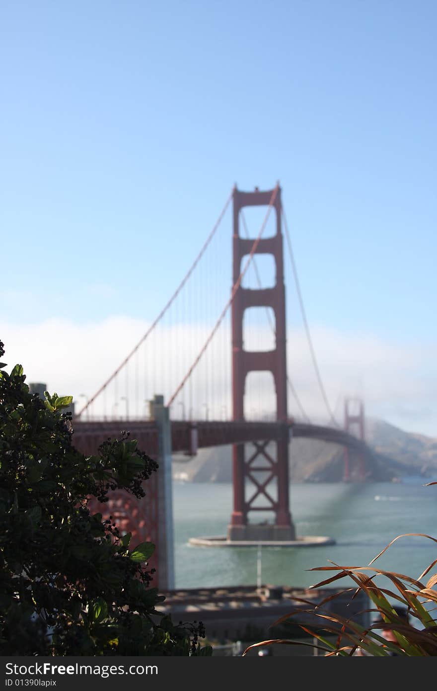 Golden Gate Bridge - San Francisco, California - focus is on the front grass