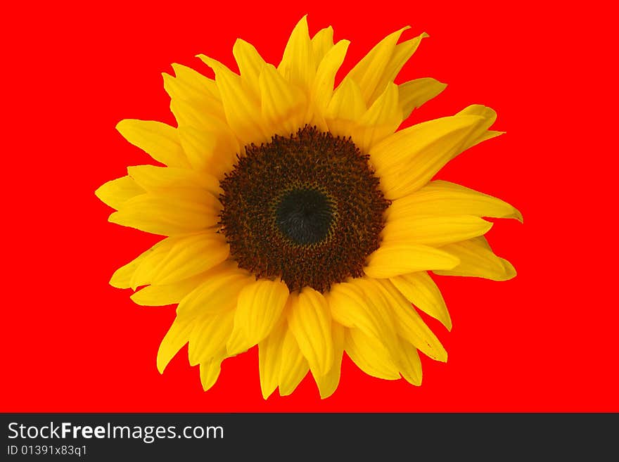Sunflower isolated on red background