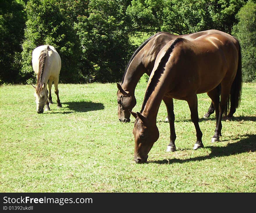 These are brumbies that have been traced back to the Lighthorse Brigade and were rescued from the Guy Fawkes National Park in N.S.W. Australia. Previously they had been shot because they were wild but that has now been banned in N.S.W. and these have been taken to a special training farm where they have responded to kind treatment and are a very good breed, winning awards at local shows. People can sponsor a horse and visit whenever or buy them trained up to whatever stage they want. These are brumbies that have been traced back to the Lighthorse Brigade and were rescued from the Guy Fawkes National Park in N.S.W. Australia. Previously they had been shot because they were wild but that has now been banned in N.S.W. and these have been taken to a special training farm where they have responded to kind treatment and are a very good breed, winning awards at local shows. People can sponsor a horse and visit whenever or buy them trained up to whatever stage they want.