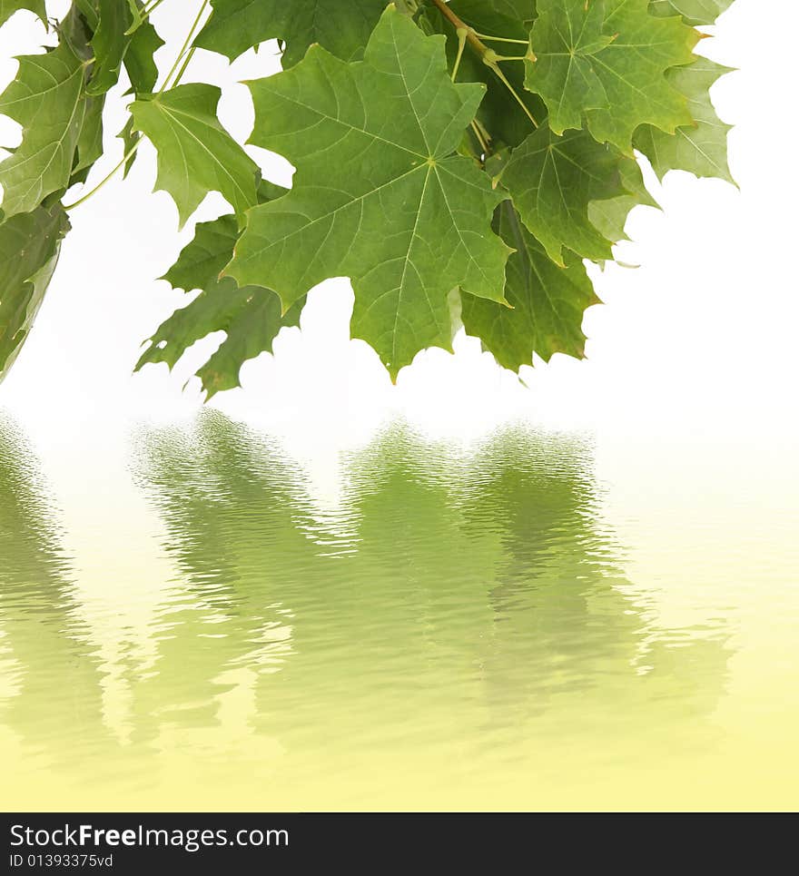 Water reflection of green leaves