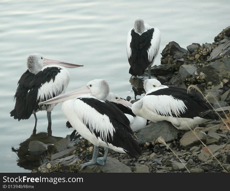 Pelicans at Sunset.