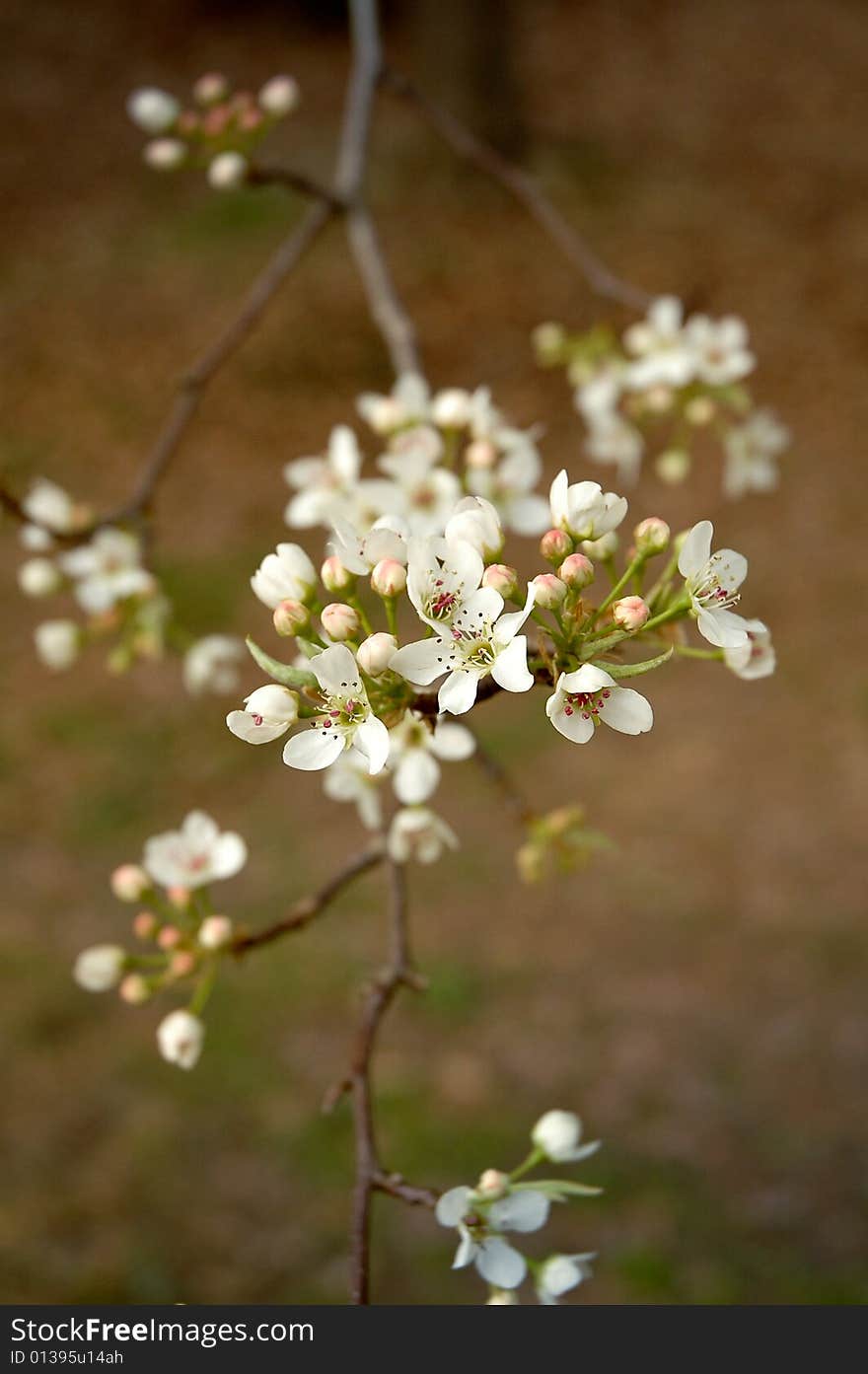 Cherry blossoms in bloom during spring