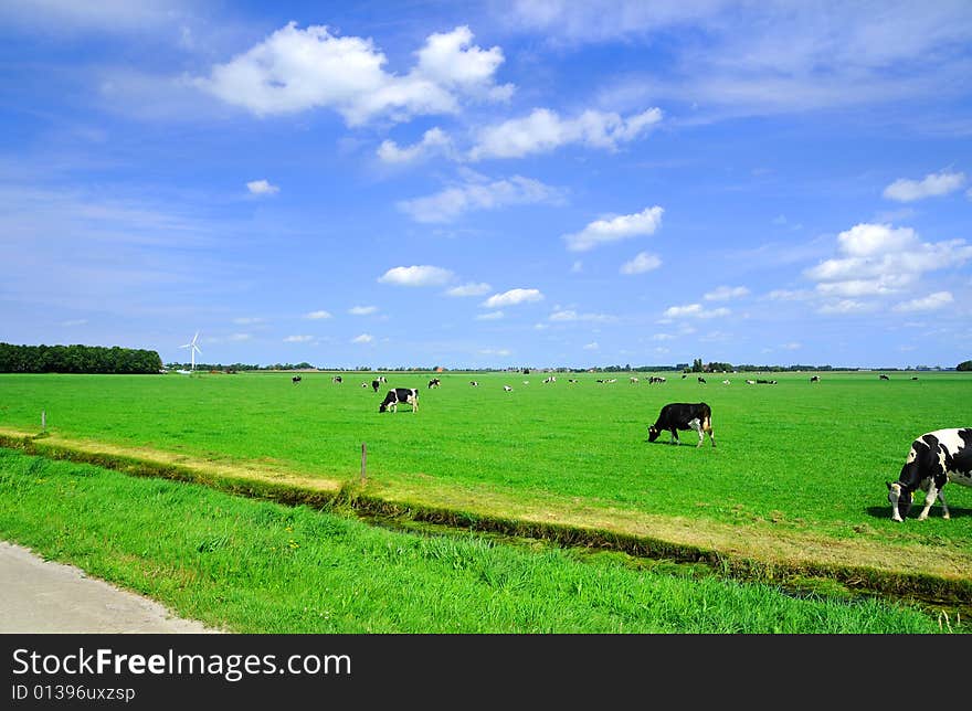 Grazing cows in the meadow. Grazing cows in the meadow.