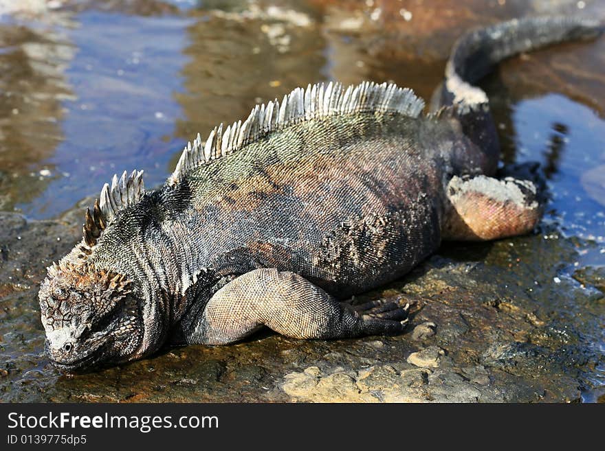 A Marine Iguana sleeps in a small pool of water in the Galapagos Islands. A Marine Iguana sleeps in a small pool of water in the Galapagos Islands