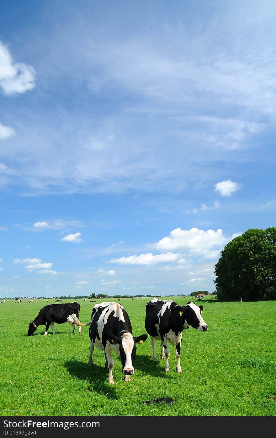 Grazing cows in the meadow.