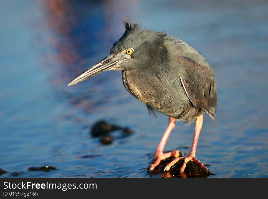 Yellow Crowned Night Heron