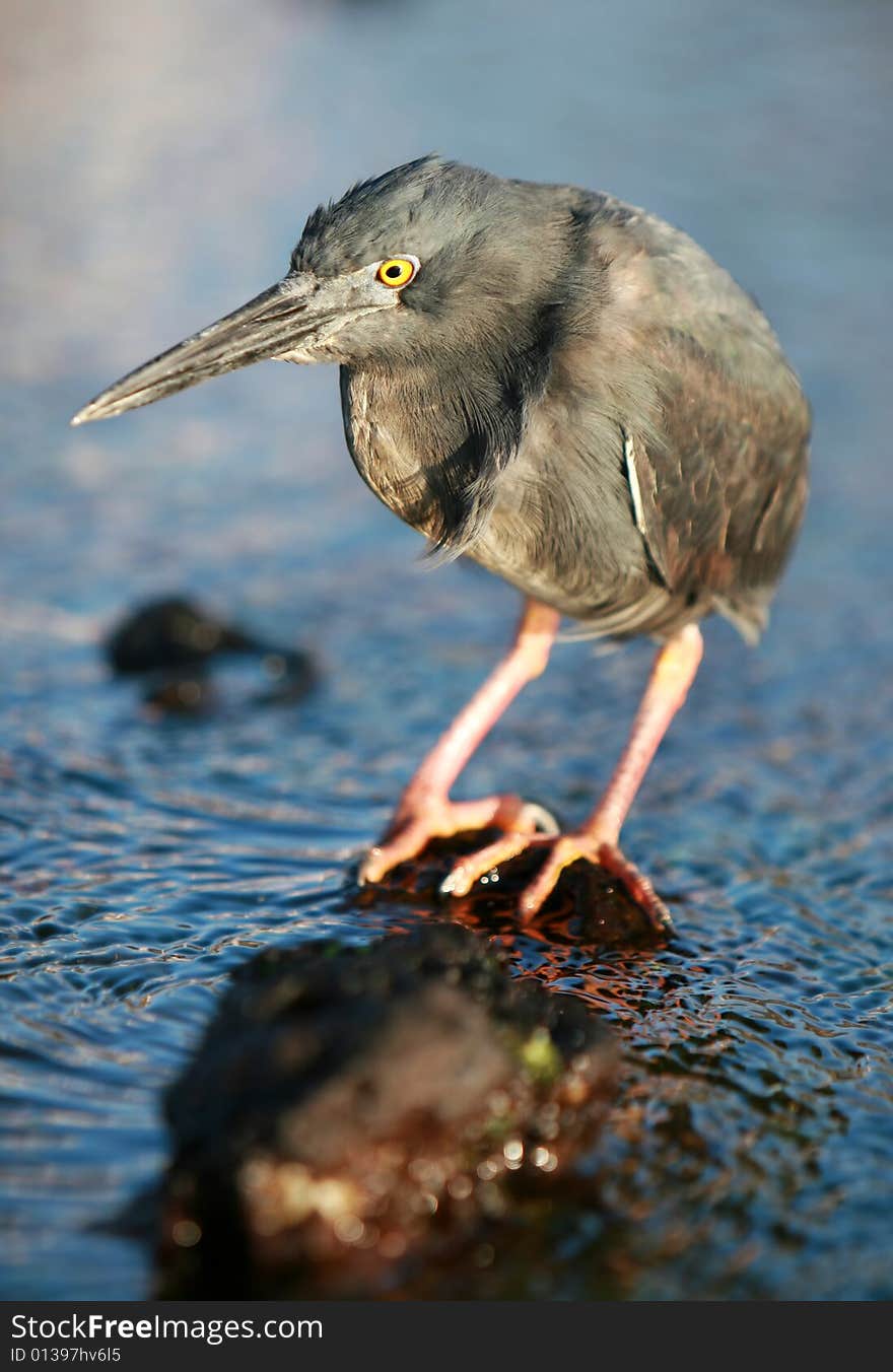 Yellow Crowned Night Heron