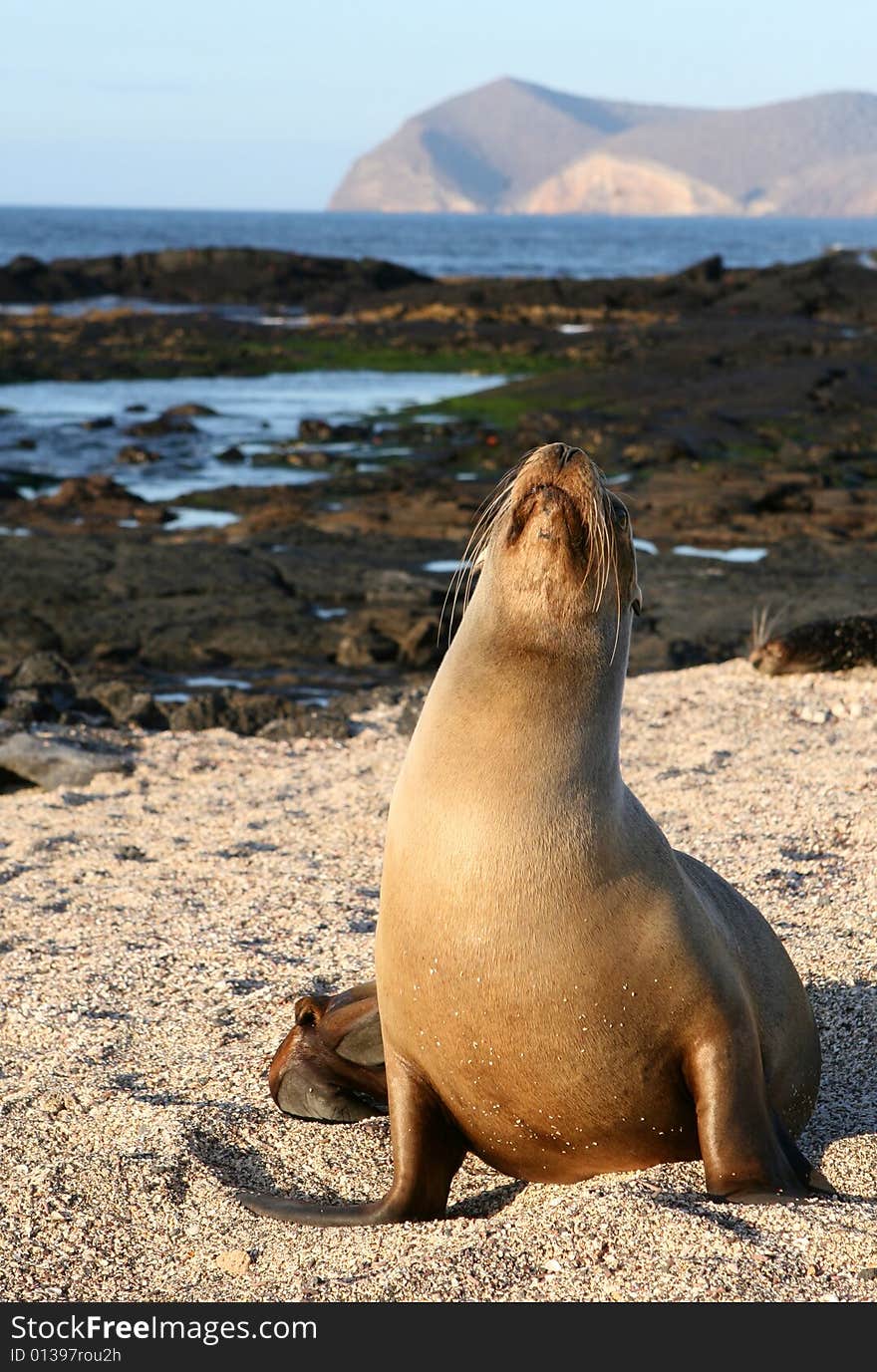 Sea Lion resting on the sandy beach of the Galapagos Islands. Sea Lion resting on the sandy beach of the Galapagos Islands