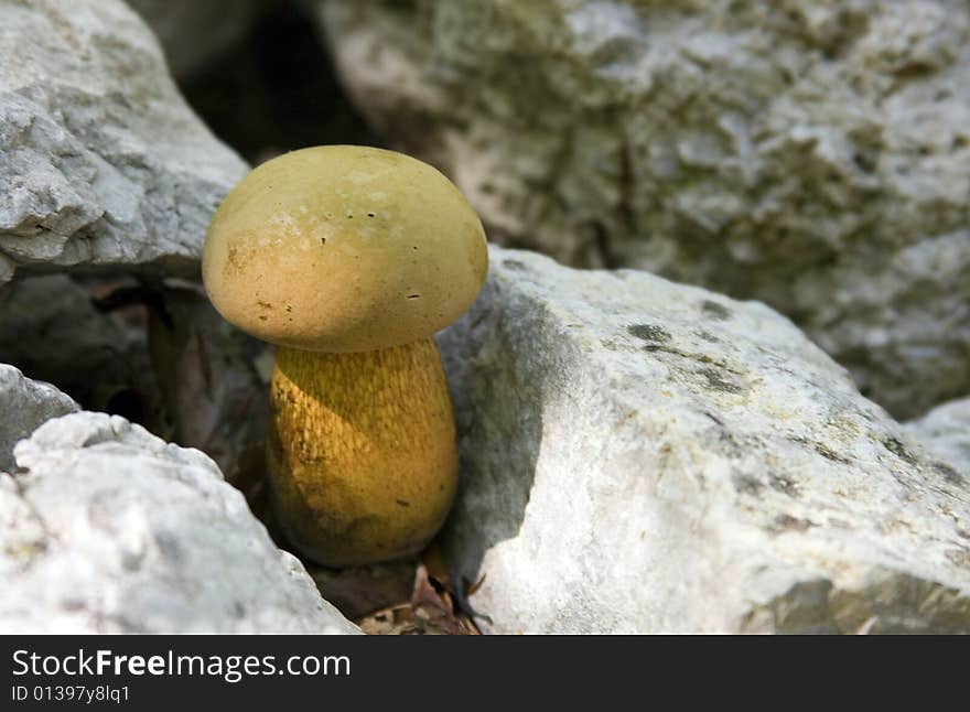 Healthy mushroom between the rocks in the mountain forest.