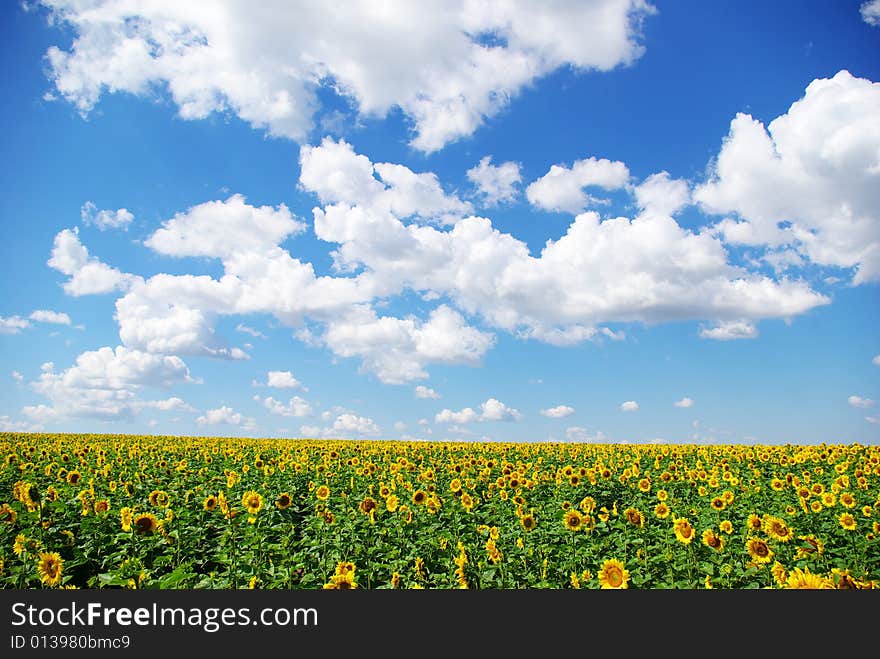 Sunflower field