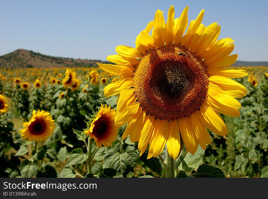 Sunflower Field