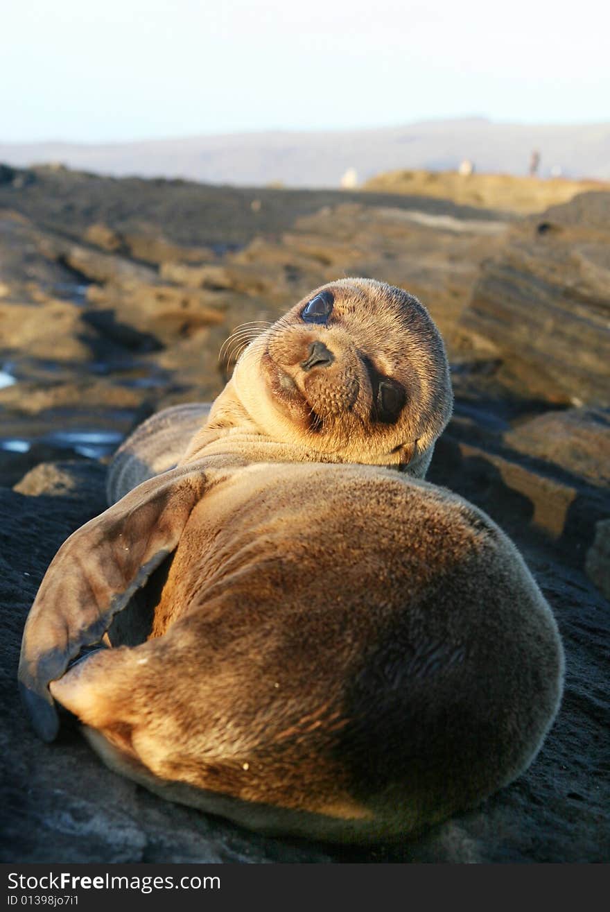 Baby Sea Lion resting on the beach