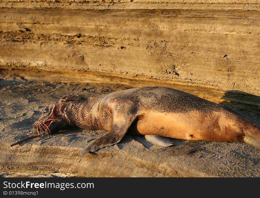 A young sea lion pup playing with a stick. Shot in the Galapagos islands