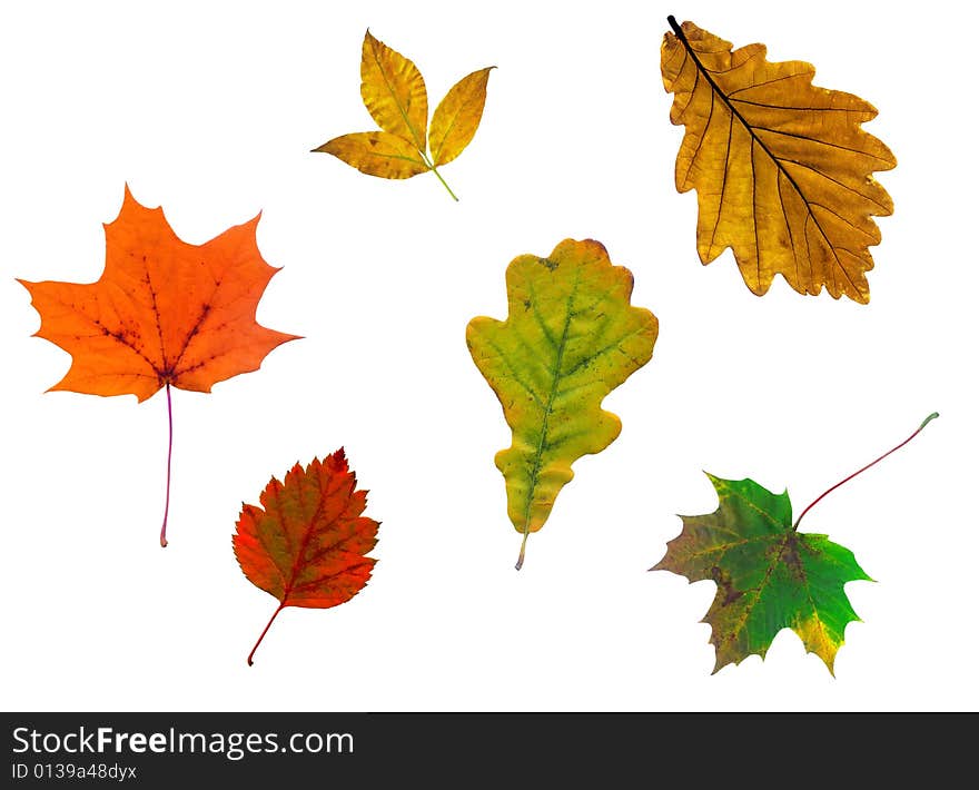 Full-size composite photo of various autumn leaves