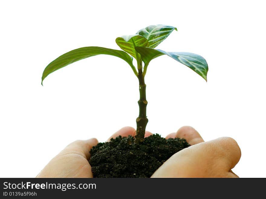 Plant in the hand on white background. Plant in the hand on white background