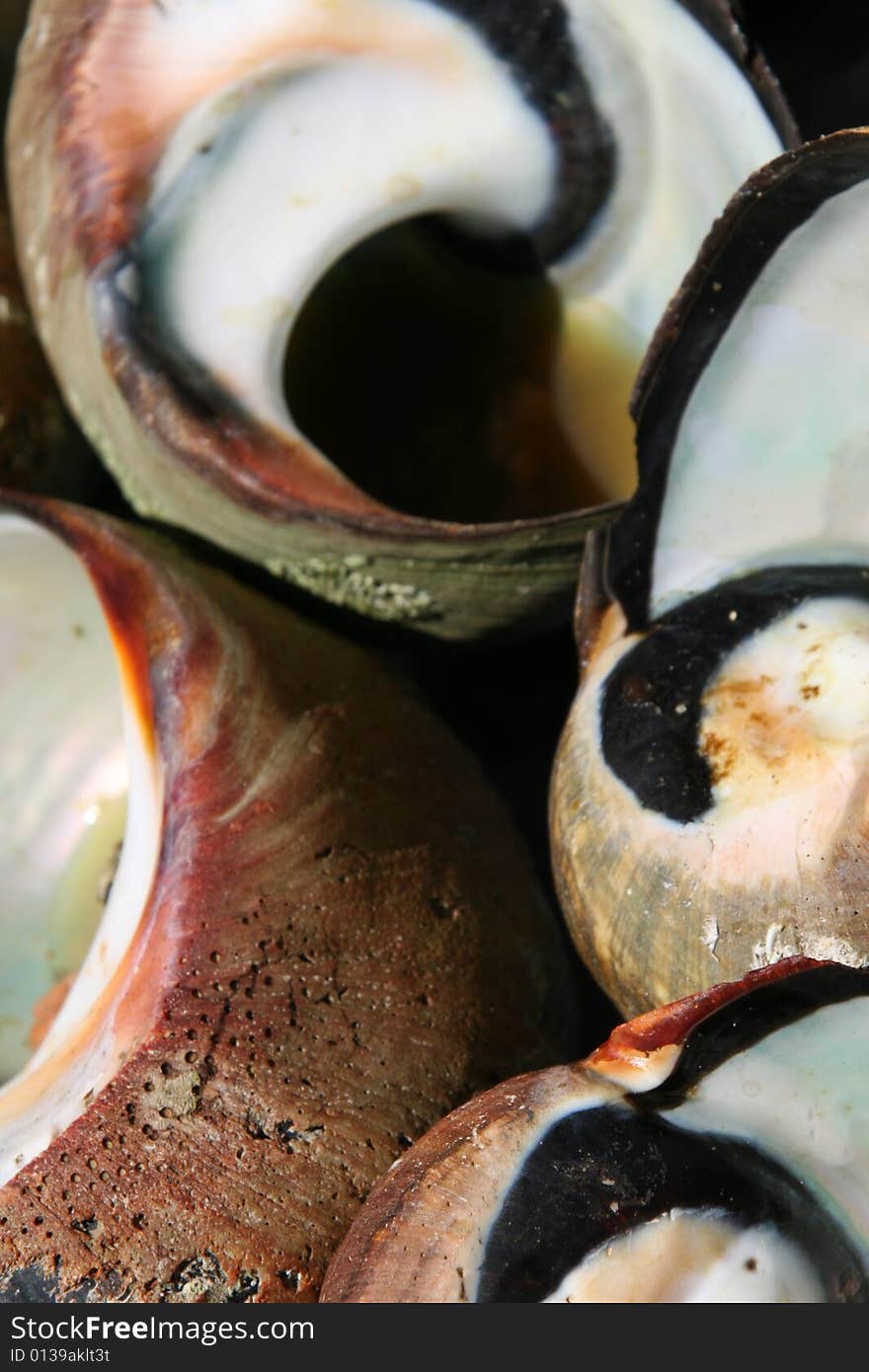 A closeup of shellfish for a barbeque